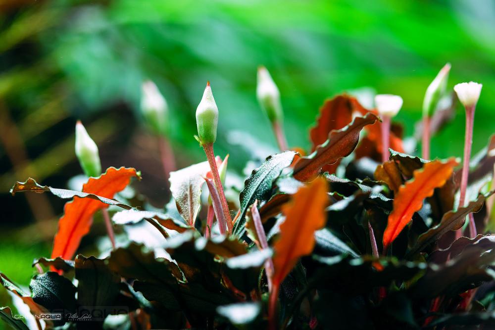 Bucephalandra Types & Care Guide: Water Parameters, Planting