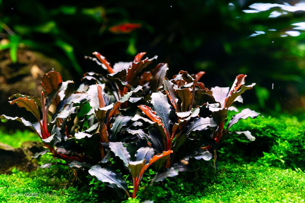 Bucephalandra Types & Care Guide: Water Parameters, Planting