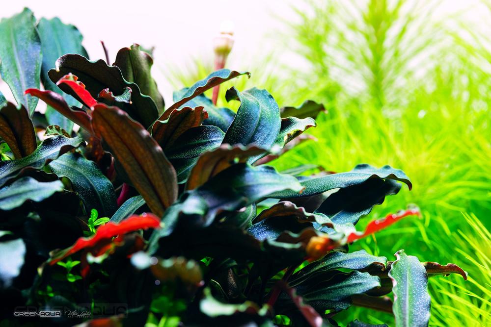 Bucephalandra Types & Care Guide: Water Parameters, Planting