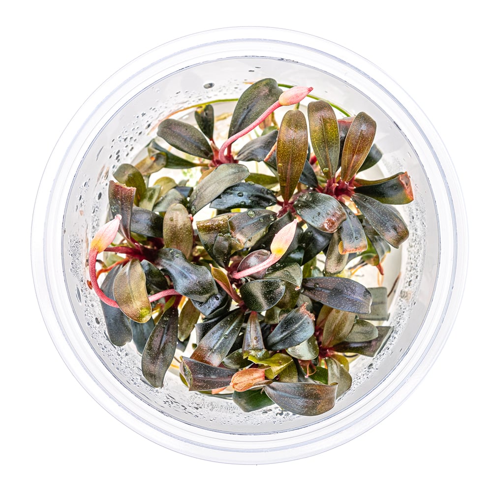 Dennerle Plants - Bucephalandra sp. Serimbu Brown In-Vitro | Green