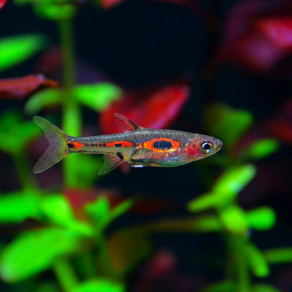 Merah Rasbora Fish - Boraras merah - Phoenix Rasbora | Green Aqua