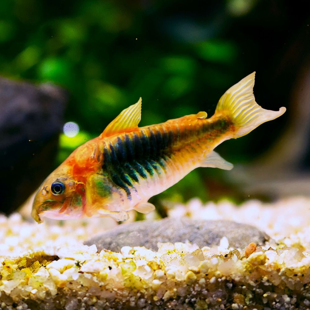 Fish - Corydoras aeneus | Green Aqua