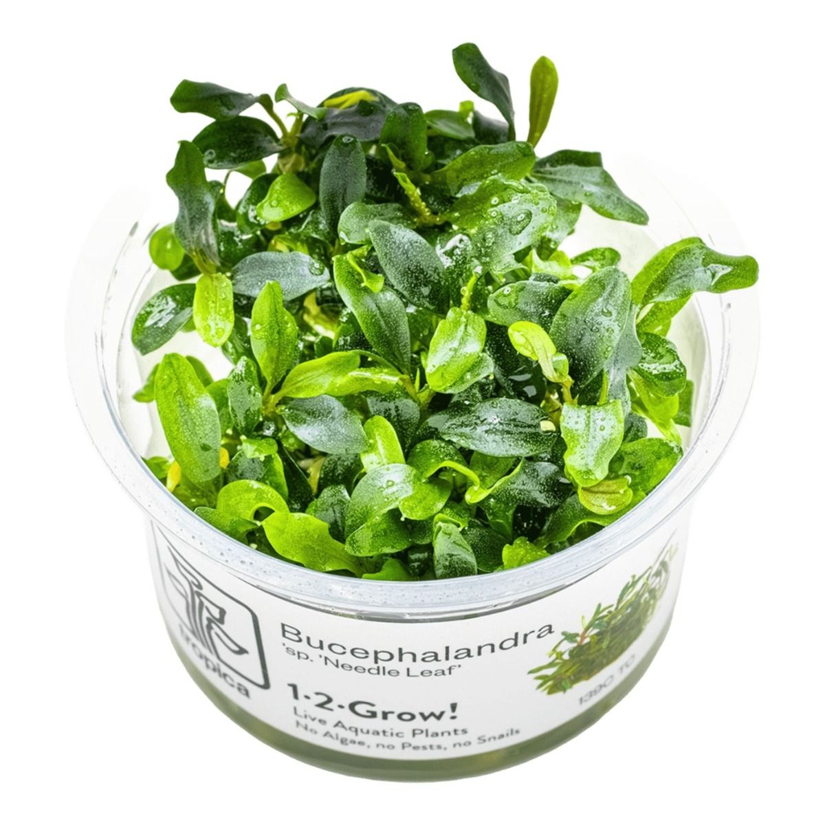 Bucephalandra Aquarium Plants for Sale - Buy Tropica, Dennerle