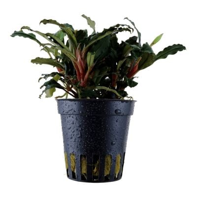 Bucephalandra Plants - Beauty from Borneo | Green Aqua