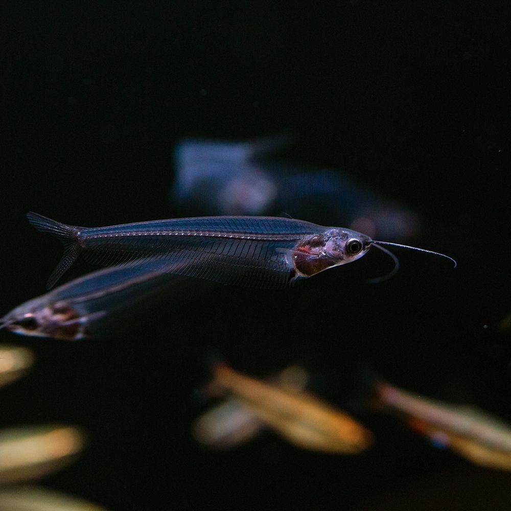 Fish - Kryptopterus vitreolus - Asian Glass Catfish or Ghost Catfish ...
